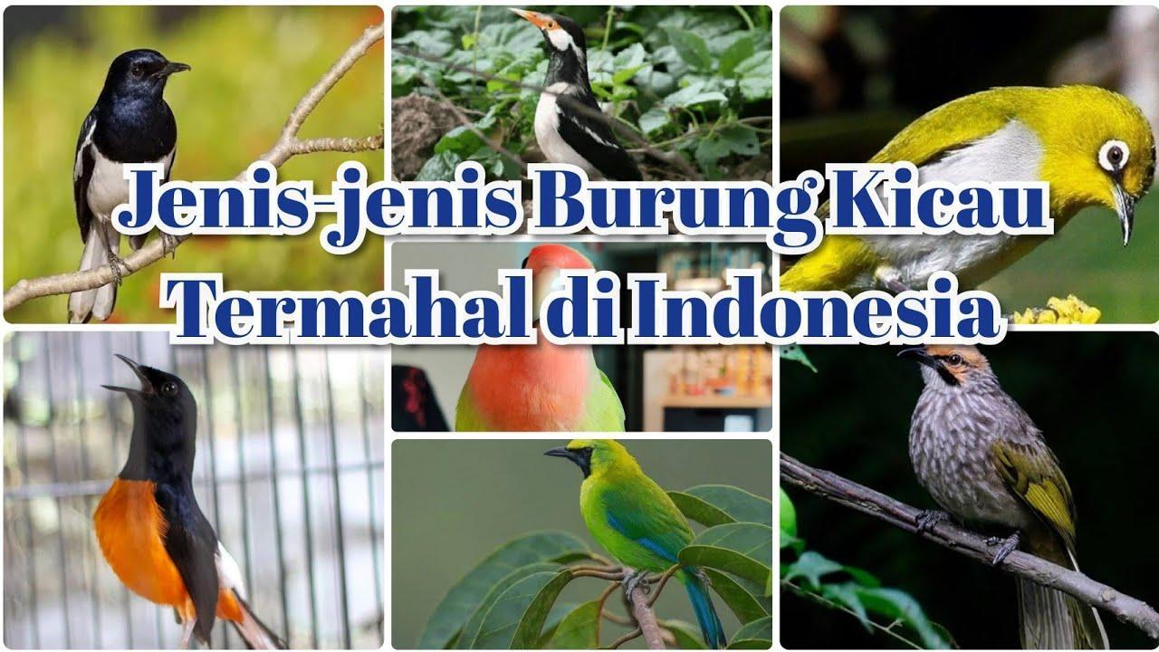 10 Suara Burung Gacor Populer dan Merdu yang Bisa Anda Pelihara